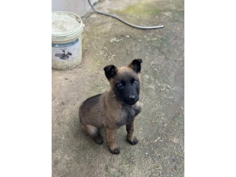 A kalite belçika malinois kurdu son erkek aşılar tam