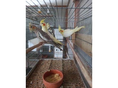 Balıkesir sultan papağanı 4 aylık
