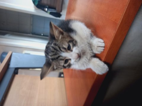2 aylık bebek kedimiz