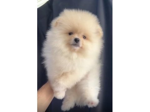 Krem renkli pomeranian yavru