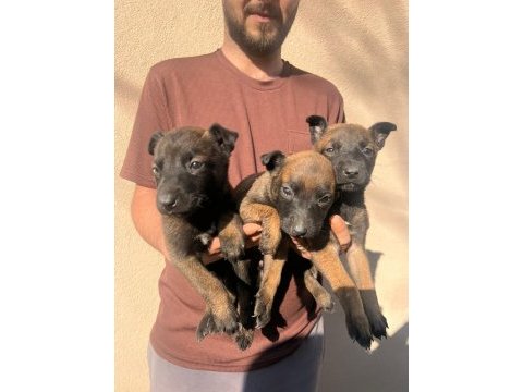 Belçika malinois yavrular