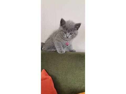 Güvenilir ev arıyoruz kedimize