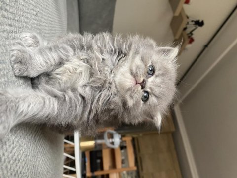 Sahiplendirilmeye hazır bebekler british longhair