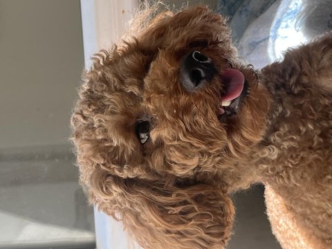 Toy poodle 10 aylık