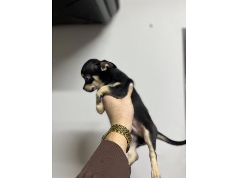 Pinscher bebekler