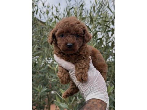 Kore toy poodle yavrular