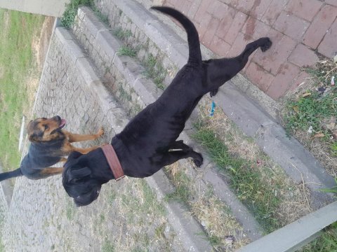 Can dosta kalıcı yuva cane corso