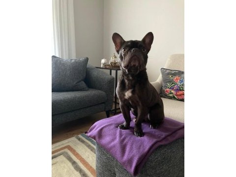 Micro french bulldog