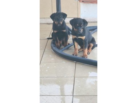 Rottweiler yavruları
