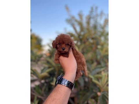 Kilo garantili red toy poodle