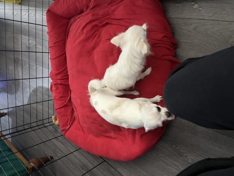 Şivava köpekler için lütfen whatsapp dan iletişime geçin