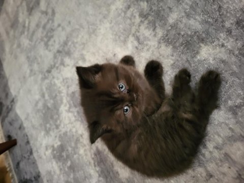 Rezerve british longhair yavrular