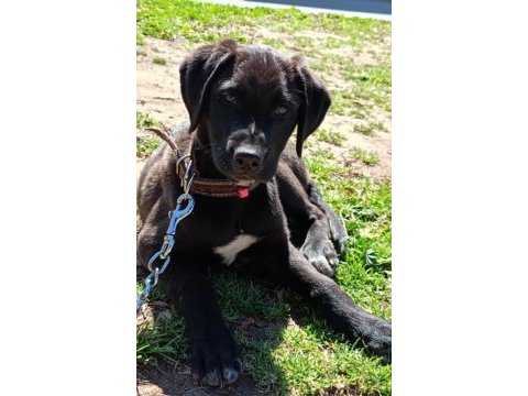 Antalya bu labrador çok kötü mahallede lütfen yuva