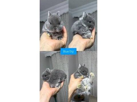 Holanda lop mini lop cuce tavşan yavrular gonderim var