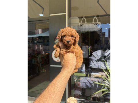 Mini toy poodle yavrular