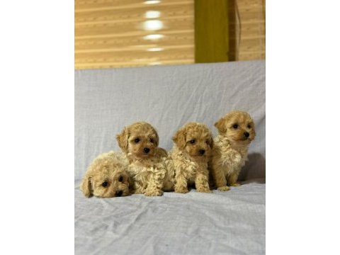 Morkie köpekler