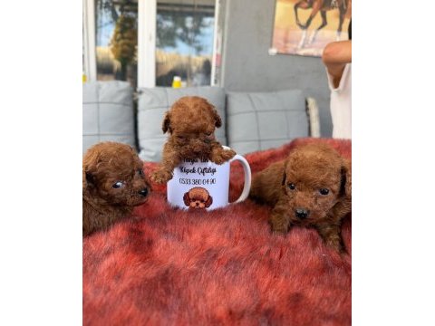 Kore toy poodle yavrularımız 