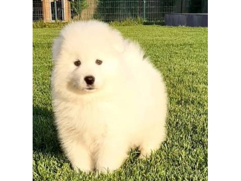 Yavru samoyed köpeği dişi