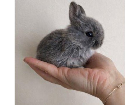 Mini cüce tavşan yavruları