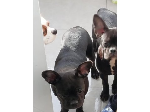 Yavurlarımız yeni yuva arıyor french bulldog