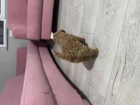 2 aylık toy poodle yavruları