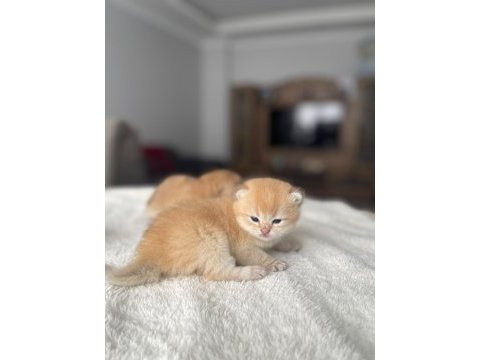Golden british shorthair son erkek