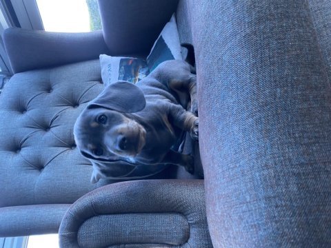 Blue dachshund (sosis köpek) yavrular