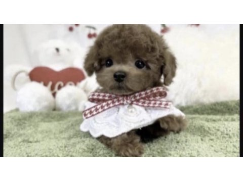 Toy poodle yavru köpeğimiz