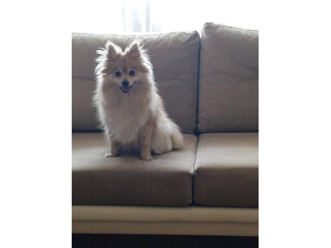 Pomeranian spitz latte kızımıza yuva arıyoruz