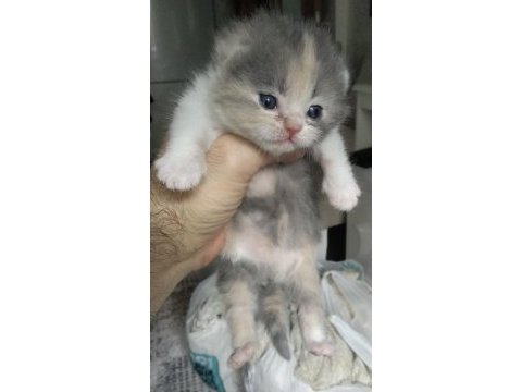 Scottish fold yavrular