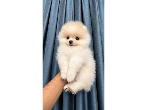 Biblo pomeranian boo dişi