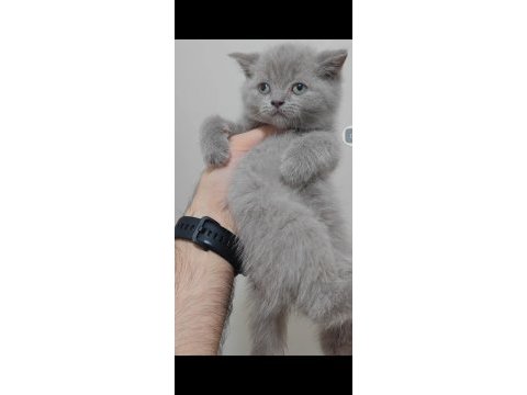 British shorthair kedisi