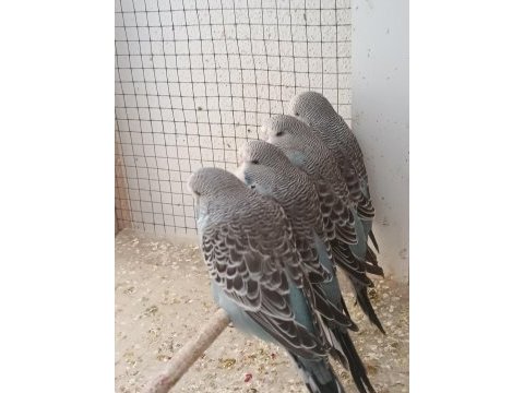Show jumbo muhabbet kuşu yavrular