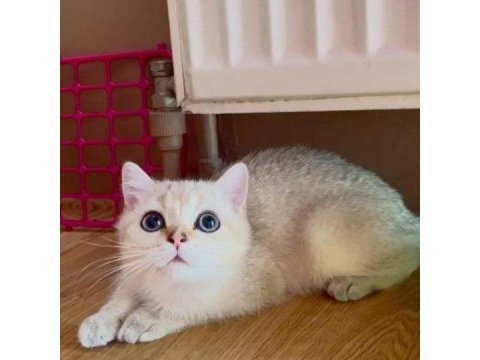 British shorthair erkek