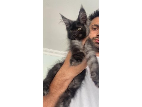 Dev dişi xxxl siyah duman maine coon