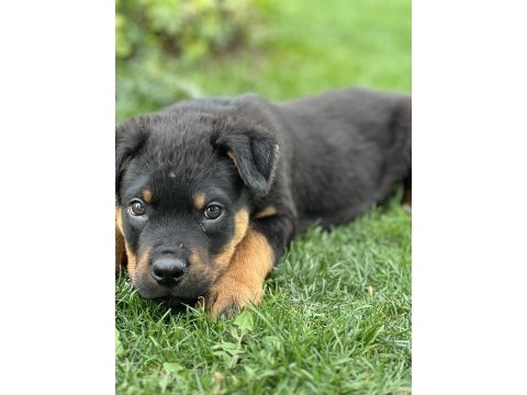 Macar rottweiler