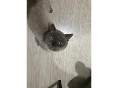 British shorthair paşa yeni yuvasını arıyor