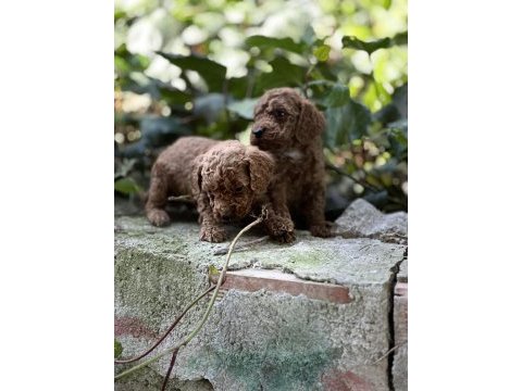 Mükemmel renk sağlık garantili toy poodle