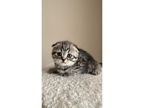 Dişi tabby scottish fold