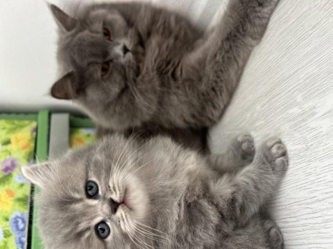 British longhair sahiplendirme
