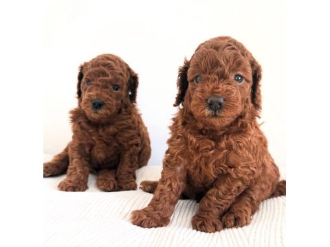 Toy poodle yavrular yeni yuvalarına gitmek için sabırsız