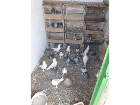 Varsa güzeli güvercinler