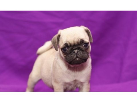 Dünya tatlısı pug yavruları