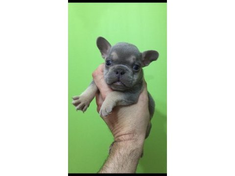 Lilac tan erkek french bulldog bebeğimiz yeni evini arıyor