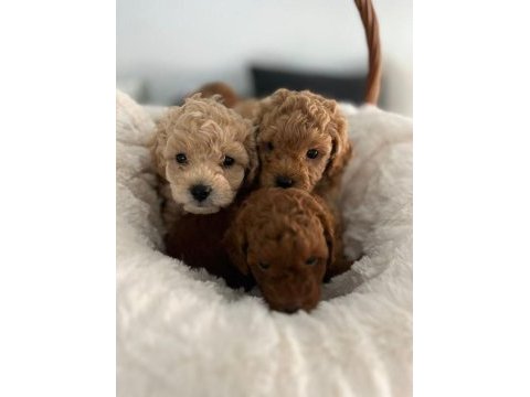 Ruhsatlı poodle evinden erkek dişi poodle bebeklerim