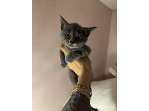 Gri british shorthair bebekler