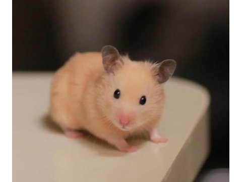 Suriye ve gonzales hamster yavrular