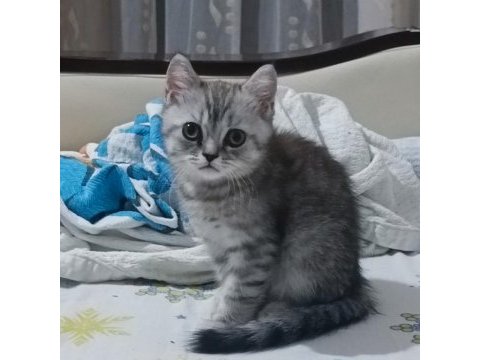 3 aylık dişi british shorthair
