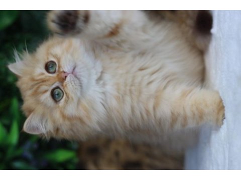 British longhair dişi kedimiz