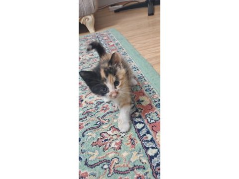 Minik kedilere yuva arıyorum